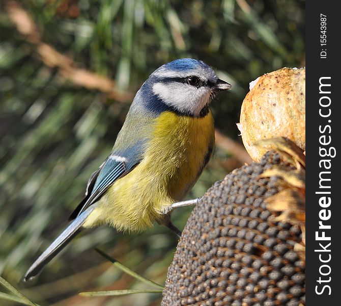 Blue Tit With Poppy Head And Sunflower