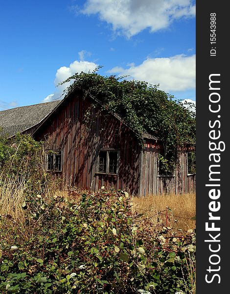 Old pioneer farmhouse in the Pacific Northwest with berry bushes on the roof. Old pioneer farmhouse in the Pacific Northwest with berry bushes on the roof