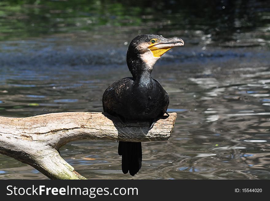 The bird family Phalacrocoracidae is represented by some 40 species of cormorants and shags. The bird family Phalacrocoracidae is represented by some 40 species of cormorants and shags.