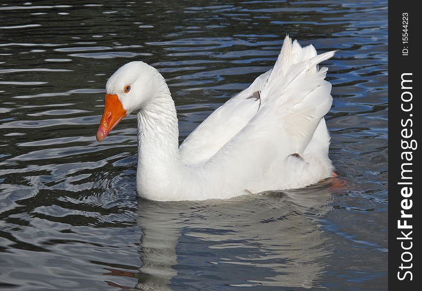 Swan in a pond in Glebe