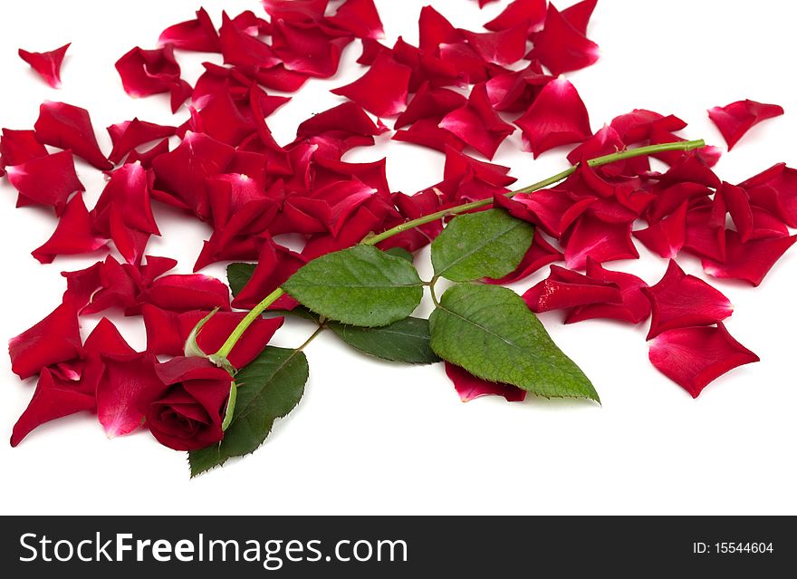 Red roses and rose petals on white background