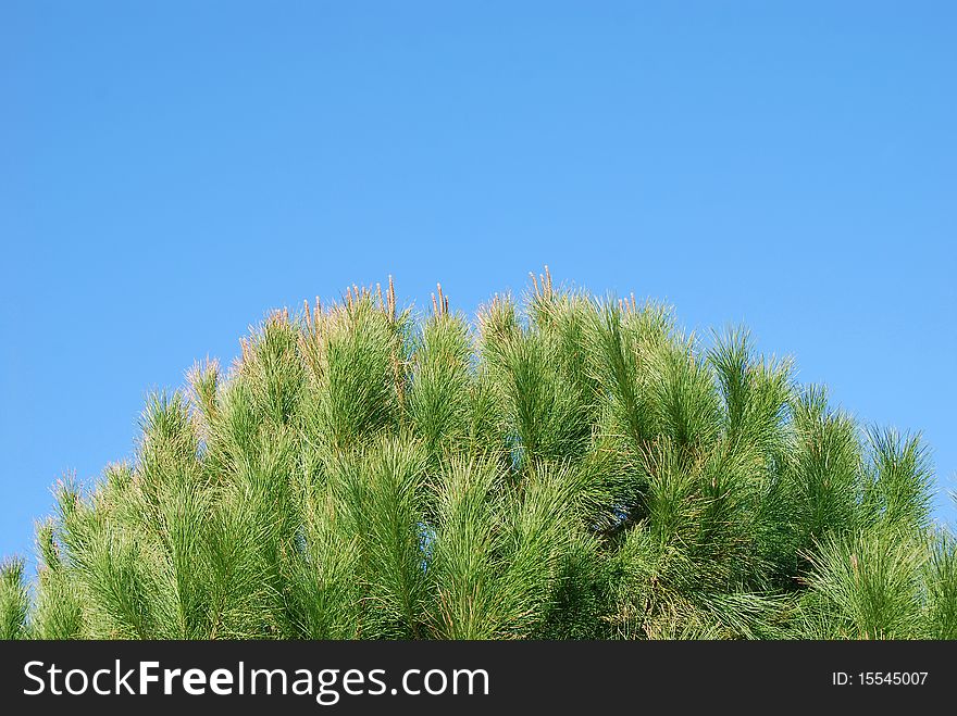 Green needles on blue sky background. Green needles on blue sky background.