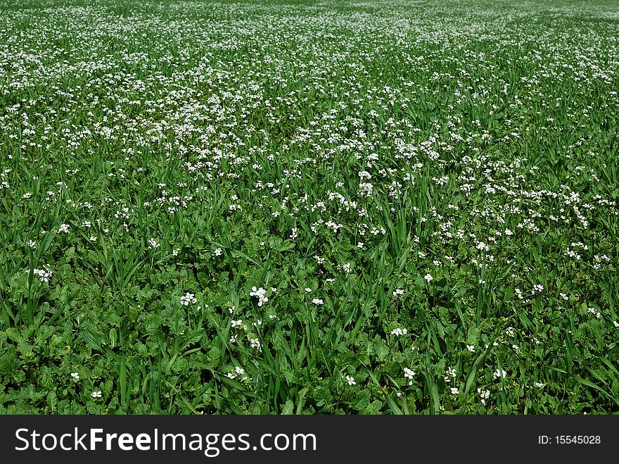 Beautiful field of grass with flowers for a soft green spring or summer background. Beautiful field of grass with flowers for a soft green spring or summer background.