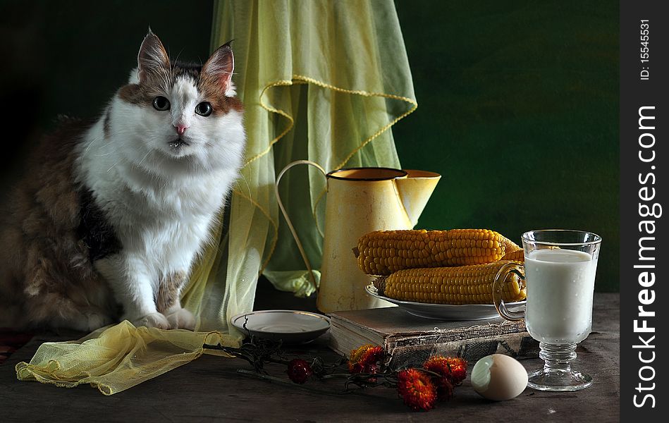 Lady-cat on a table, alongside coffee-pot, glass of milk, corn, egg, book and dry flowers. Lady-cat on a table, alongside coffee-pot, glass of milk, corn, egg, book and dry flowers