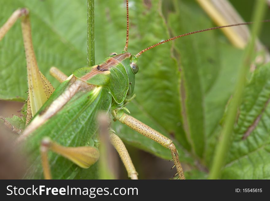 Green grasshopper - Tettigonia viridissima in a Macro