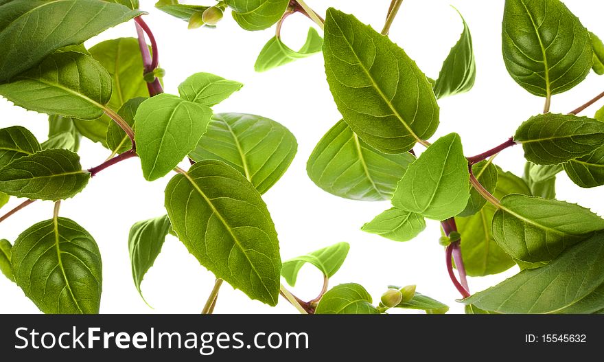 Green leaves isolated on white