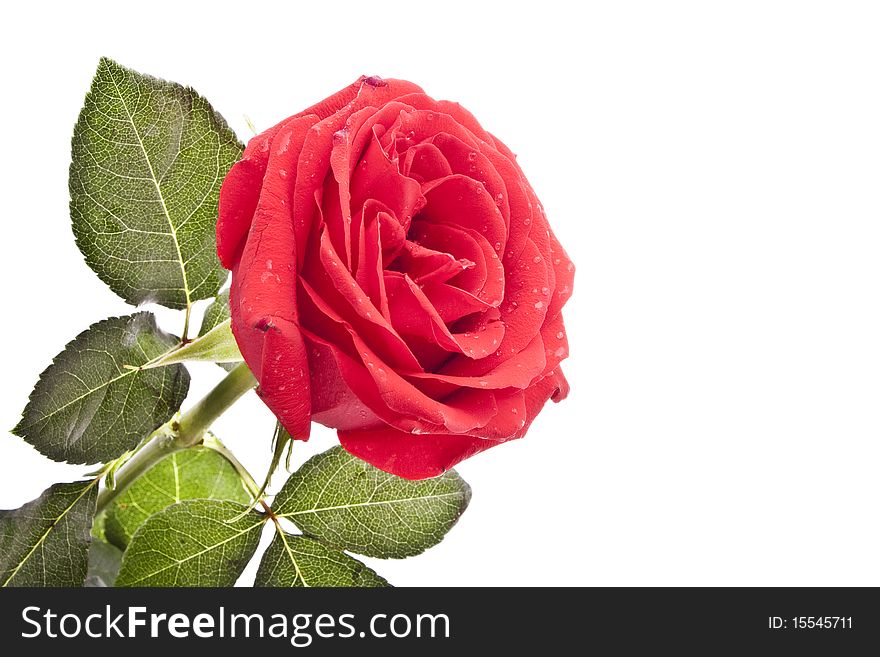 Red rose isolated on white