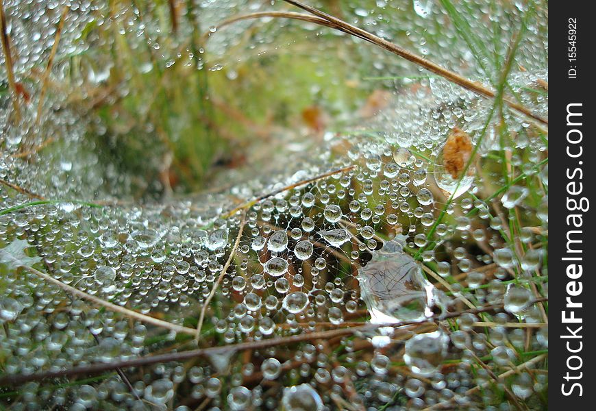 After the rain, I found this magnificent wed in the forest. After the rain, I found this magnificent wed in the forest