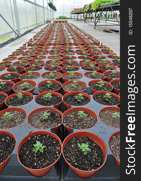 A bunch of baby plants growing inside of pots inside of a greenhouse nursery. A bunch of baby plants growing inside of pots inside of a greenhouse nursery.