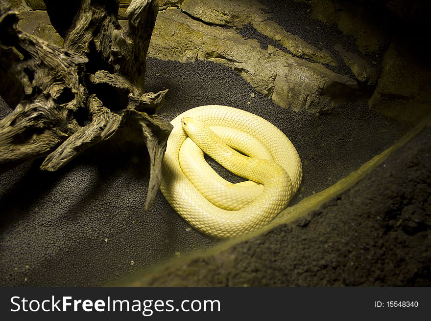 Albino Monocle Cobra from zoo