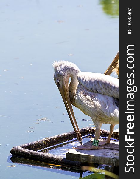 White pelican (Pelecanus crispus) on river