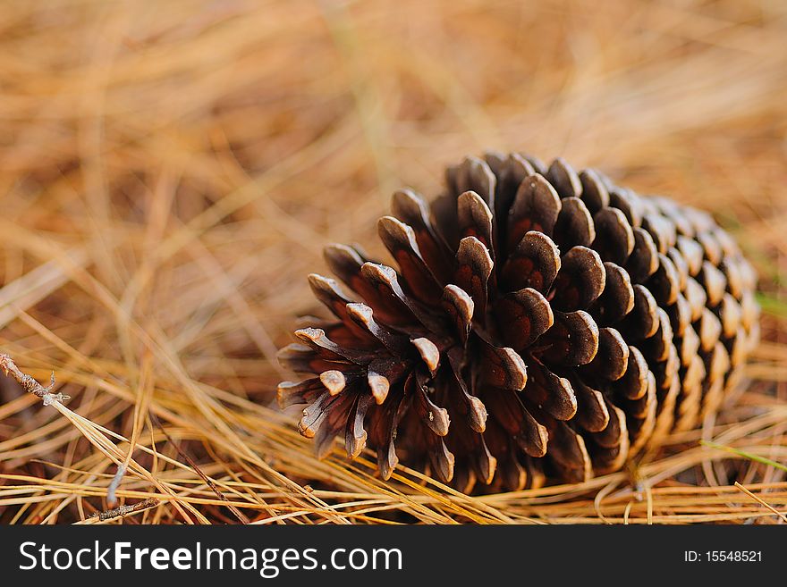 A pine cone on a bed of dead pine needles