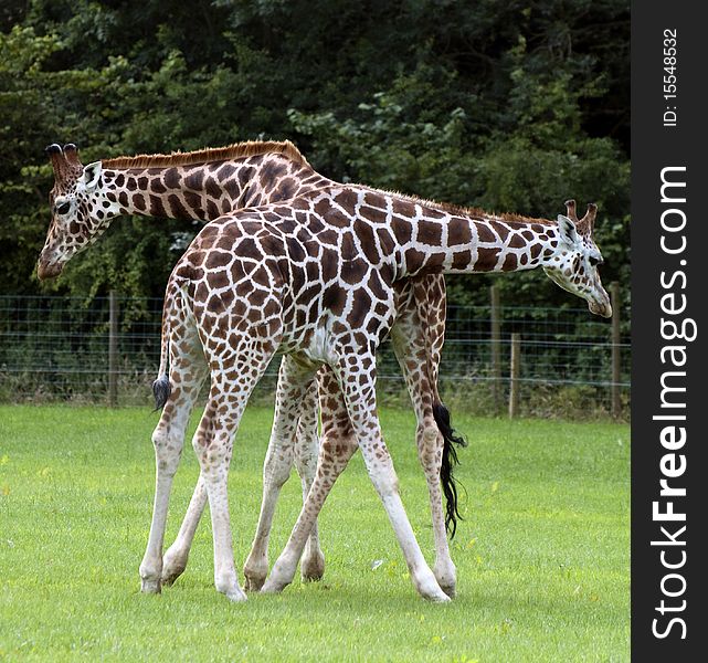 The Only Giraffes in Wales