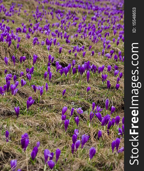 Wild Romulea flowers in the Rila mountains - Bulgaria. Wild Romulea flowers in the Rila mountains - Bulgaria