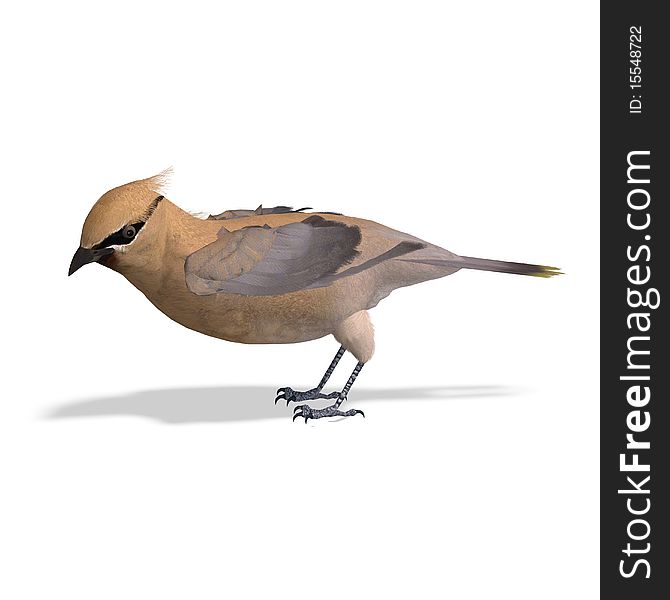 Cedar Waxwing. 3D rendering with clipping path and shadow over white