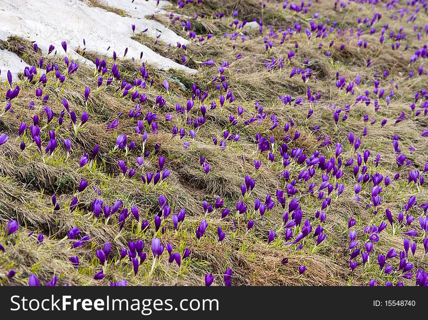 Wild Romulea flowers in the Rila mountains - Bulgaria. Wild Romulea flowers in the Rila mountains - Bulgaria