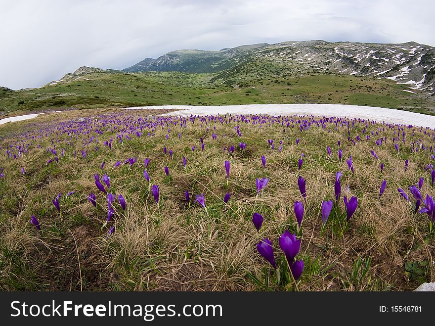 Wild Romulea flowers in the Rila mountains - Bulgaria. Wild Romulea flowers in the Rila mountains - Bulgaria