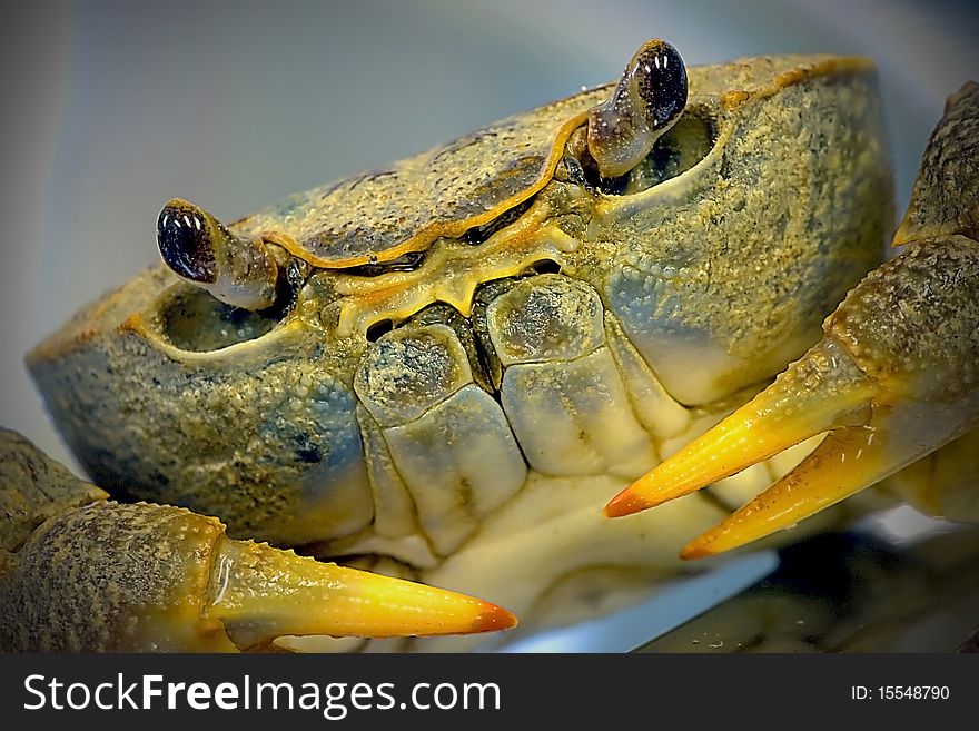 Portrait shot of a crab in studio