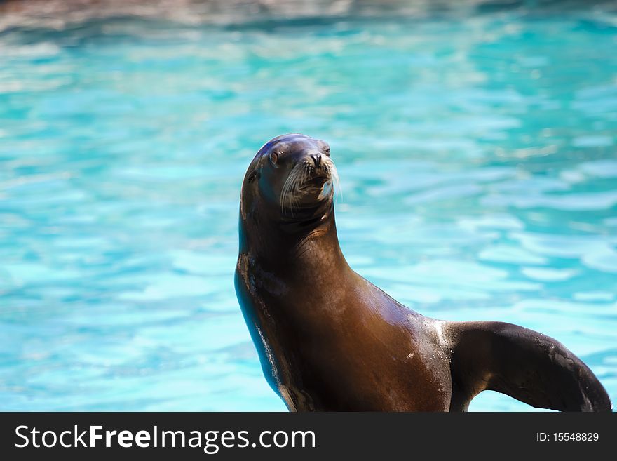 Beautiful sea lion