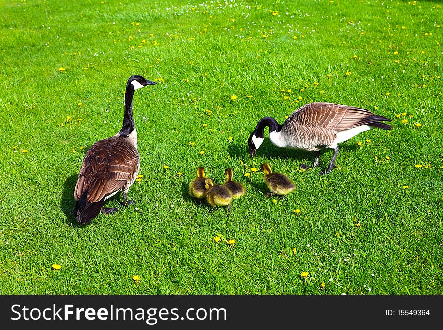 Awarded image of a mother goose with its offsprings. Awarded image of a mother goose with its offsprings