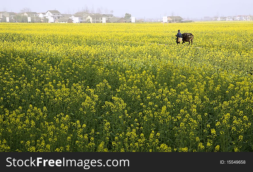 This picture was taken in the countryside in JiangSu Province. One farmer and his water buffalo were walking leisurely in the Canola field.