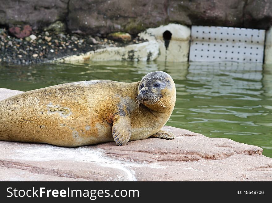 Seal layed down near water