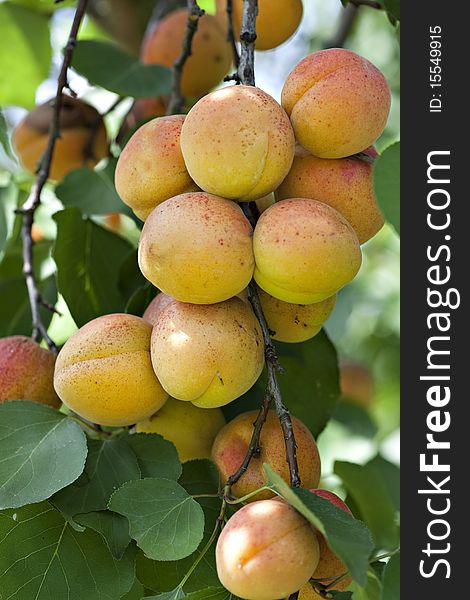 Fresh ripe apricots on tree