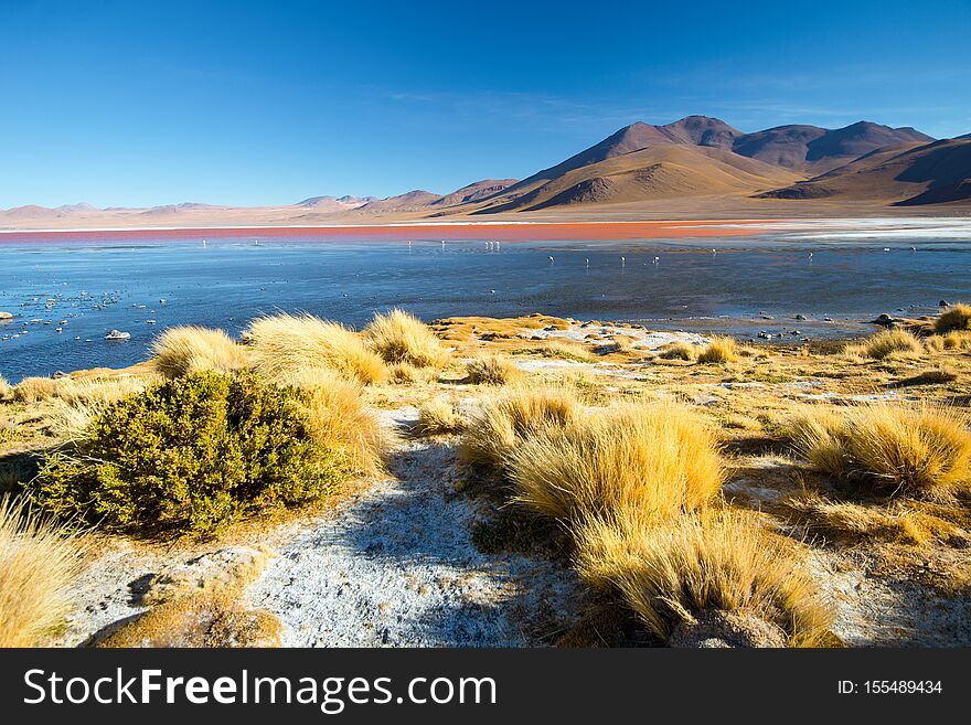 Laguna Colorada - red water lagoon. Bolivia. South America