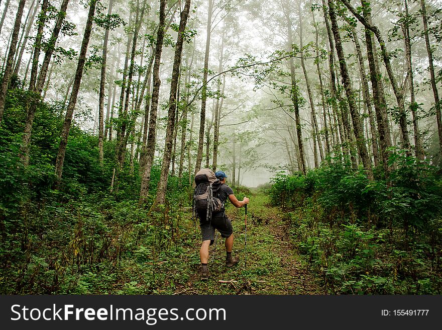 Man walking among the tall tree trunks in the green forest with the fog in the far