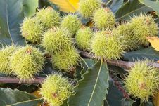 Chestnuts Pods And Autumn Leaves Stock Photos