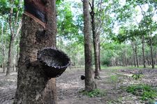 Rubber Tree Royalty Free Stock Images Rubber Tree Royalty Free Stock Images