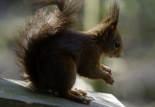 Red Squirrel Nut Stock Photo Red Squirrel Nut Stock Photo