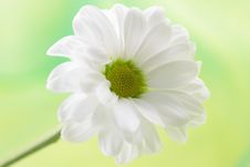 White Daisy Stock Image