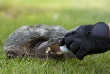 Turtle On A Golf Course Stock Photos Turtle On A Golf Course Stock Photos