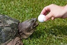 Turtle On A Golf Course Stock Image Turtle On A Golf Course Stock Image
