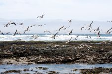 Seagulls Royalty Free Stock Images