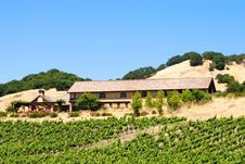 Vineyard Royalty Free Stock Photos Vineyard Royalty Free Stock Photos