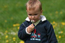 Boy And Dandelion Royalty Free Stock Photos Boy And Dandelion Royalty Free Stock Photos