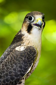 Peregrine Falcon (Falco Peregrinus) Stock Photos Peregrine Falcon (Falco Peregrinus) Stock Photos