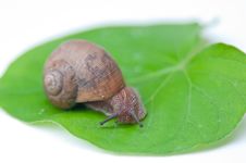 Big Snail Stock Images