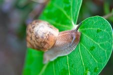 Big Snail Royalty Free Stock Image