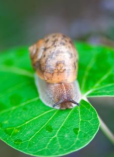 Big Snail Stock Photo