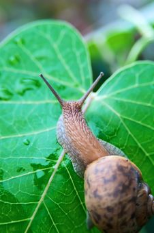 Big Snail Stock Photo