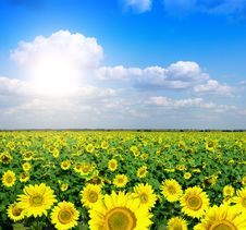 Yellow Field Of Sunflowers Stock Image Yellow Field Of Sunflowers Stock Image