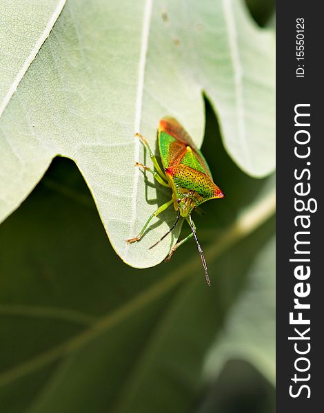 Hawthorn Shield Bug close up