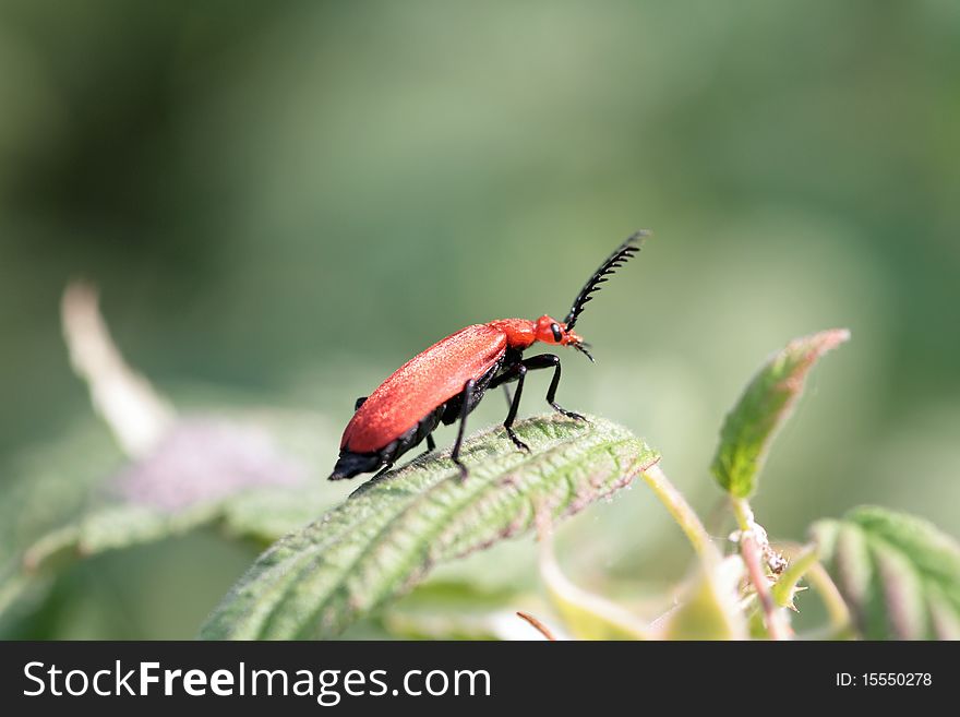 Red cardinal beetle (Pyrochroa coccinea)