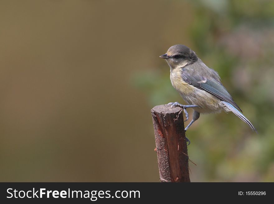 Blue Tit (Parus caeruleus) perched. Blue Tit (Parus caeruleus) perched