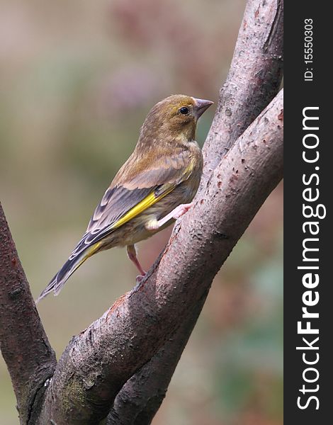 Juvenile Goldfinch perched on a branch