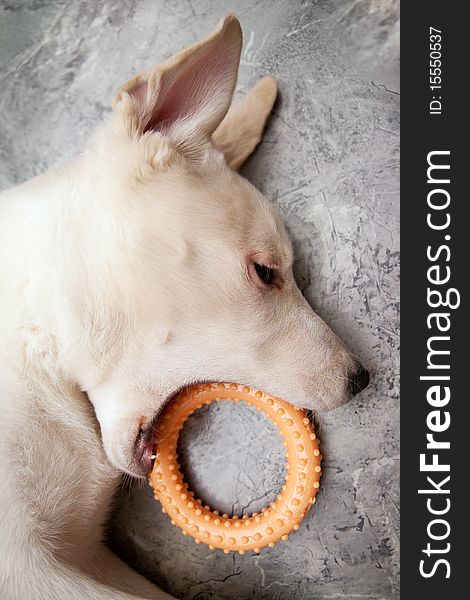 Portrait of labrador retriever. dog and rubber toy. Portrait of labrador retriever. dog and rubber toy