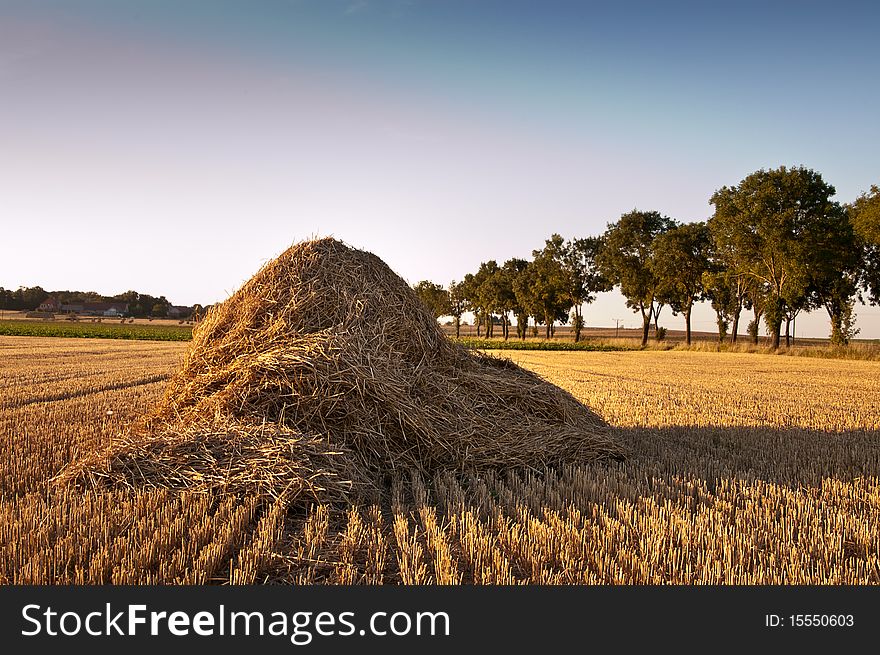 View of the field after autumn harvest. View of the field after autumn harvest